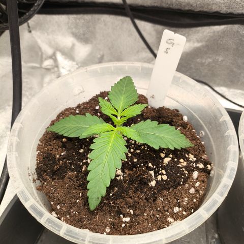Gorilla Zkittlez Auto growlog timeline photo
