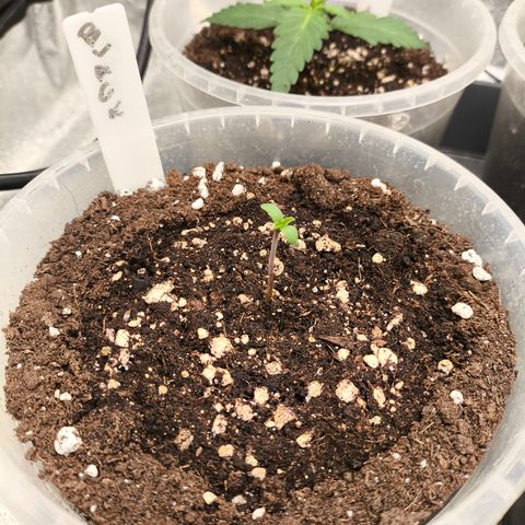 BlackBerry Auto growlog timeline photo