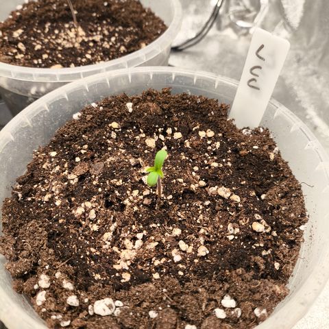 Lemon Cherry Cookies Auto growlog timeline photo