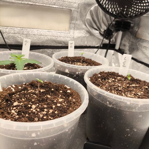 Lemon Cherry Cookies Auto growlog timeline photo
