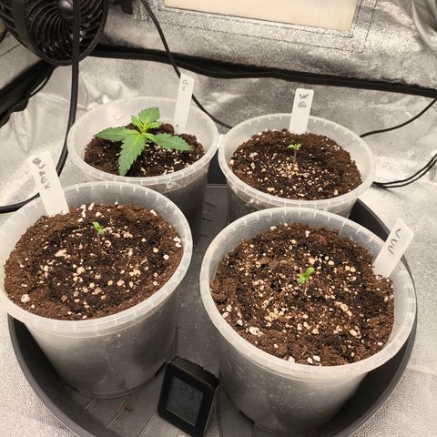 Lemon Cherry Cookies Auto growlog timeline photo