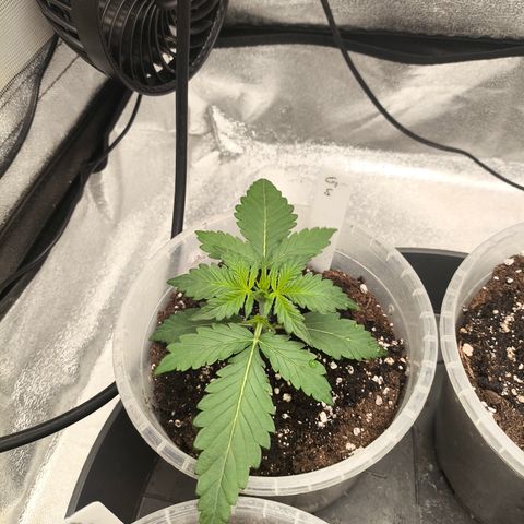 Gorilla Zkittlez Auto growlog timeline photo