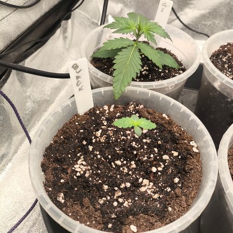 BlackBerry Auto growlog timeline photo
