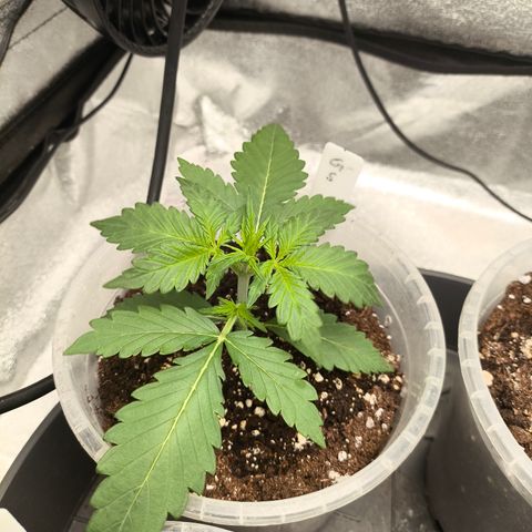 Gorilla Zkittlez Auto growlog timeline photo