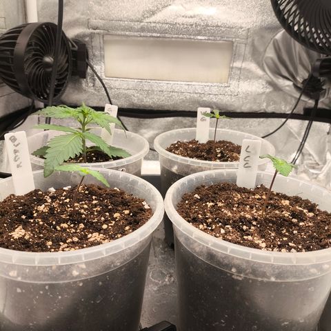 Lemon Cherry Cookies Auto growlog timeline photo