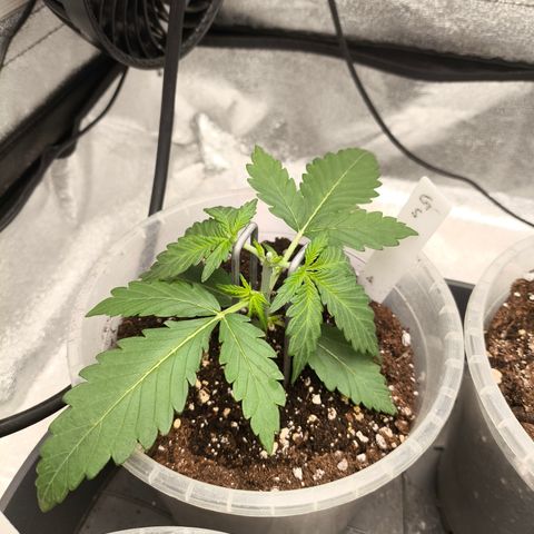 Gorilla Zkittlez Auto growlog timeline photo