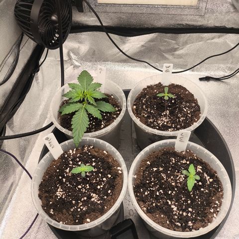 Lemon Cherry Cookies Auto growlog timeline photo