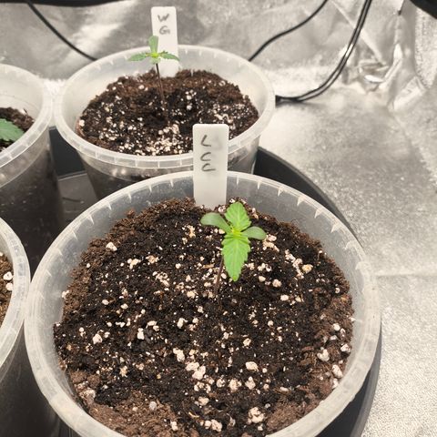 Lemon Cherry Cookies Auto growlog timeline photo