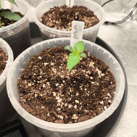 Lemon Cherry Cookies Auto growlog timeline photo