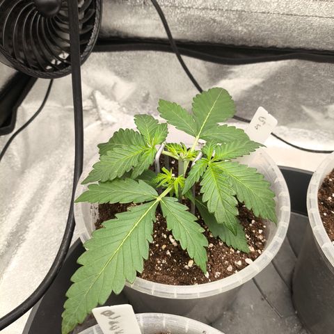 Gorilla Zkittlez Auto growlog timeline photo