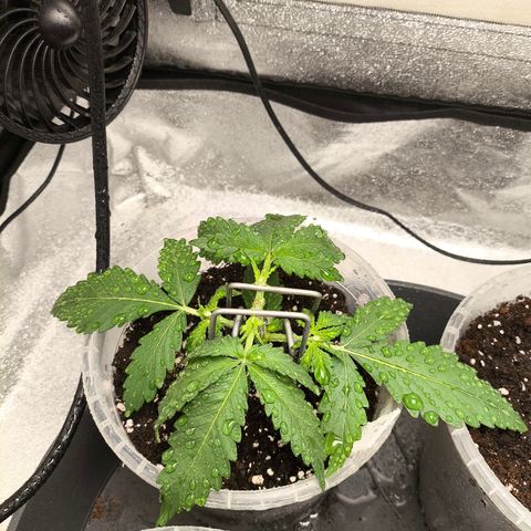Gorilla Zkittlez Auto growlog timeline photo