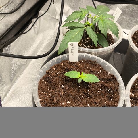 BlackBerry Auto growlog timeline photo