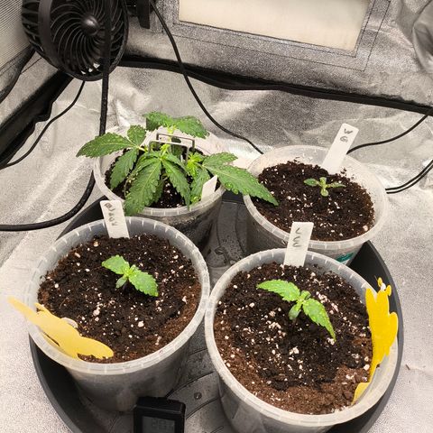 Lemon Cherry Cookies Auto growlog timeline photo