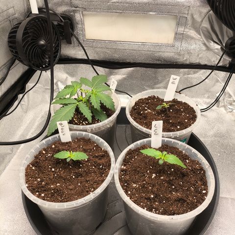 Lemon Cherry Cookies Auto growlog timeline photo
