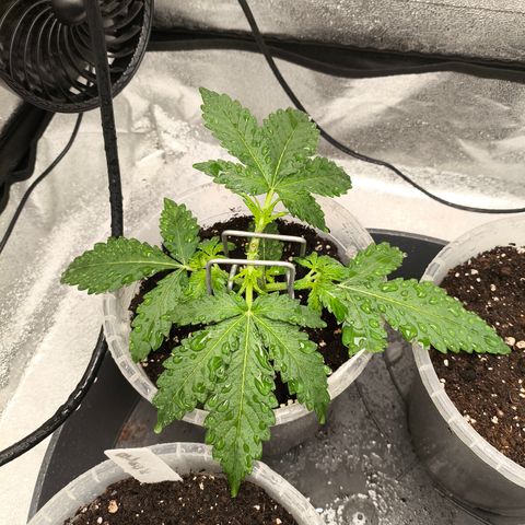 Gorilla Zkittlez Auto growlog timeline photo