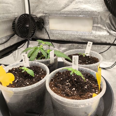 Lemon Cherry Cookies Auto growlog timeline photo