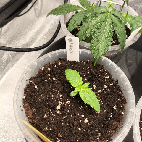 BlackBerry Auto growlog timeline photo