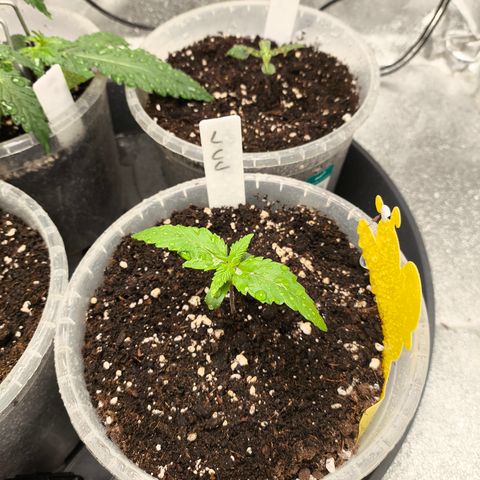 Lemon Cherry Cookies Auto growlog timeline photo