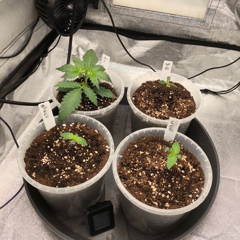 Lemon Cherry Cookies Auto growlog timeline photo