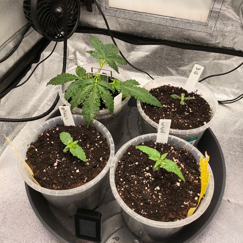 Lemon Cherry Cookies Auto growlog timeline photo