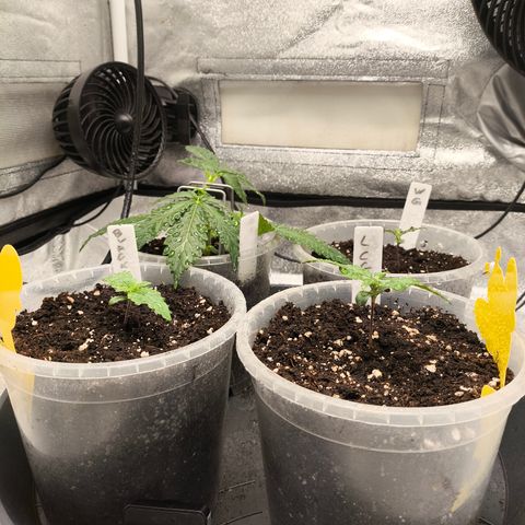 Lemon Cherry Cookies Auto growlog timeline photo