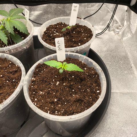 Lemon Cherry Cookies Auto growlog timeline photo