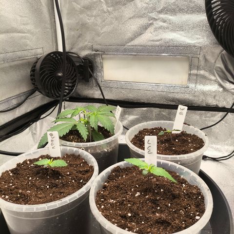 Lemon Cherry Cookies Auto growlog timeline photo