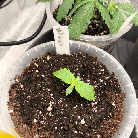 BlackBerry Auto growlog timeline photo
