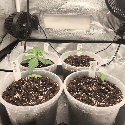 Lemon Cherry Cookies Auto growlog timeline photo