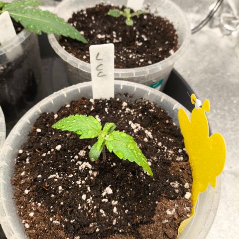 Lemon Cherry Cookies Auto growlog timeline photo