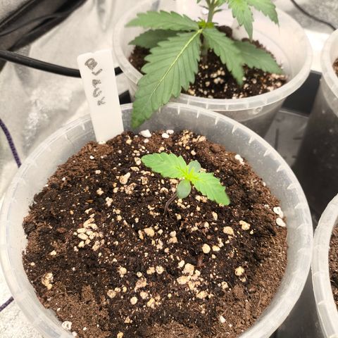 BlackBerry Auto growlog timeline photo