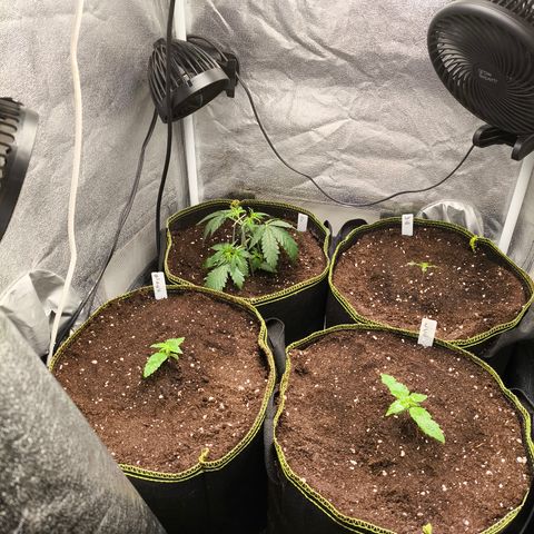 Lemon Cherry Cookies Auto growlog timeline photo