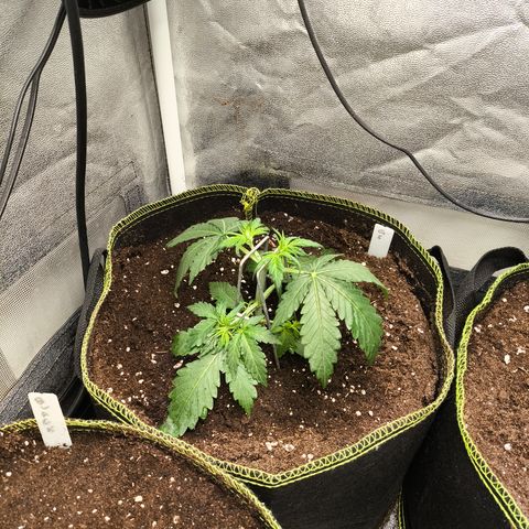 Gorilla Zkittlez Auto growlog timeline photo