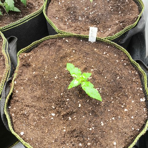 Lemon Cherry Cookies Auto growlog timeline photo