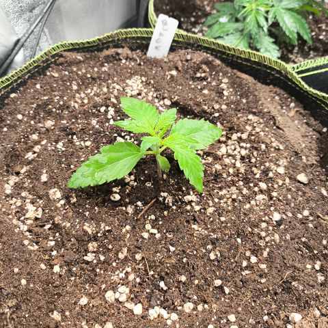 BlackBerry Auto growlog timeline photo