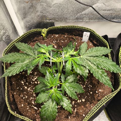 Gorilla Zkittlez Auto growlog timeline photo
