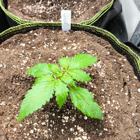Lemon Cherry Cookies Auto growlog timeline photo