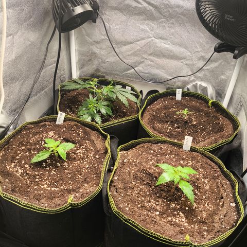 Lemon Cherry Cookies Auto growlog timeline photo