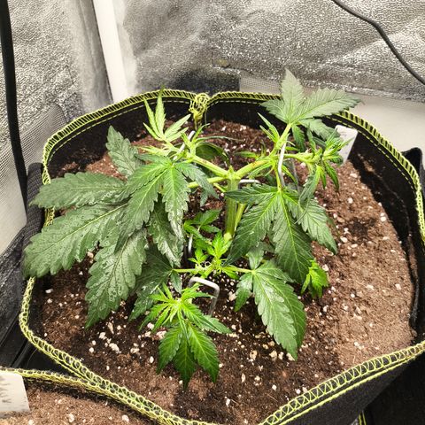 Gorilla Zkittlez Auto growlog timeline photo