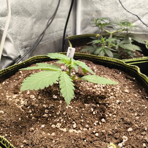 BlackBerry Auto growlog timeline photo