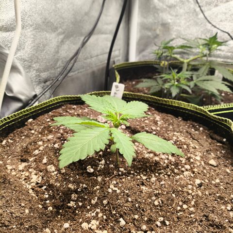 BlackBerry Auto growlog timeline photo