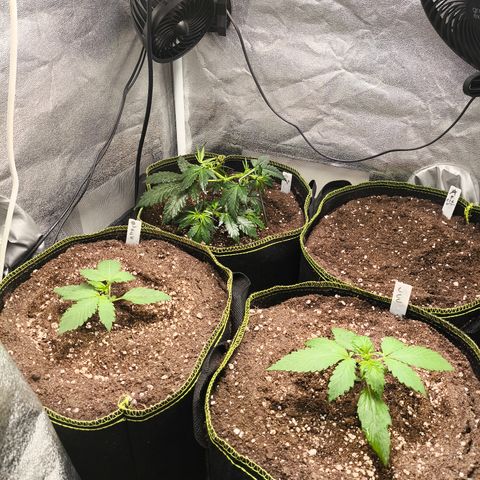Lemon Cherry Cookies Auto growlog timeline photo