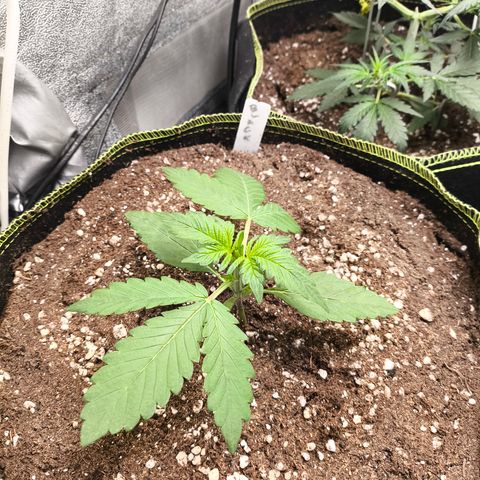 BlackBerry Auto growlog timeline photo