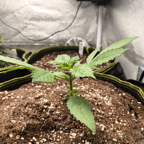 Lemon Cherry Cookies Auto growlog timeline photo