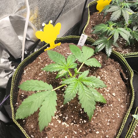 BlackBerry Auto growlog timeline photo