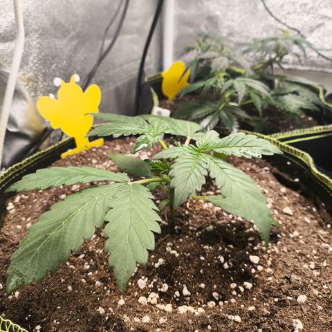 BlackBerry Auto growlog timeline photo