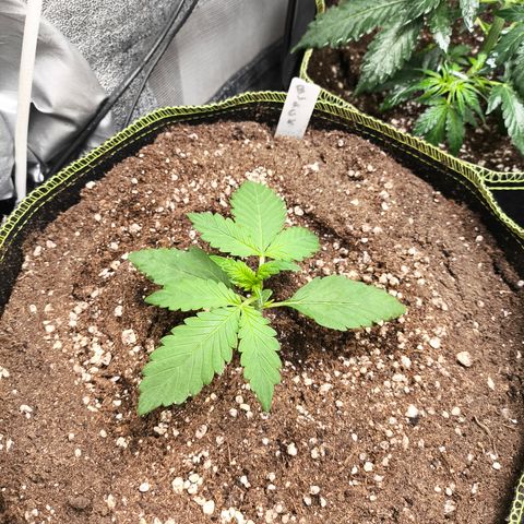 BlackBerry Auto growlog timeline photo