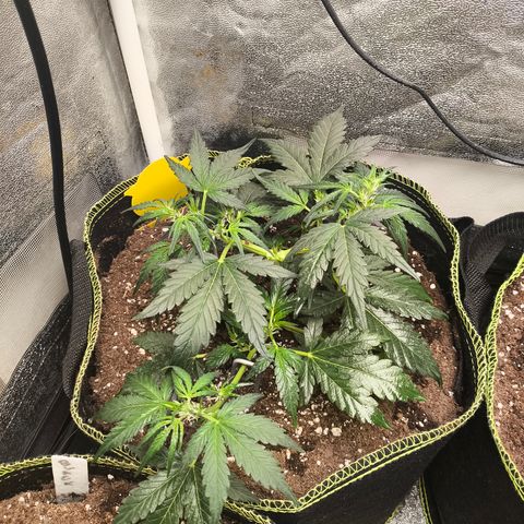 Gorilla Zkittlez Auto growlog timeline photo