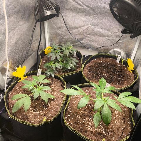 Lemon Cherry Cookies Auto growlog timeline photo