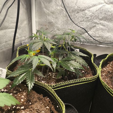 Gorilla Zkittlez Auto growlog timeline photo